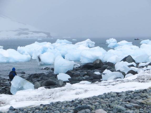 Observando a praia repleta de blocos de gelo em Turret Point, em King George Island, na Antártida (foto de France Dione)